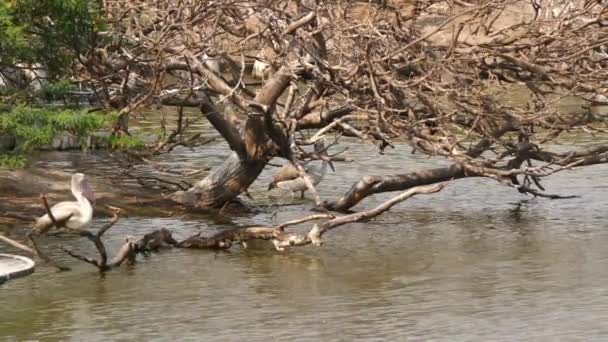 Ciconifores Vögel Sitzen Auf Einem Baum Fluss — Stockvideo