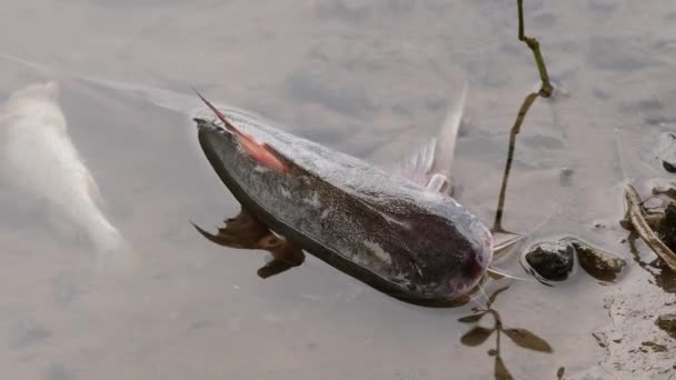 Sum Leżący Martwy Spokojnej Wodzie Rzecznej Inne Ryby Martwe Nim — Wideo stockowe
