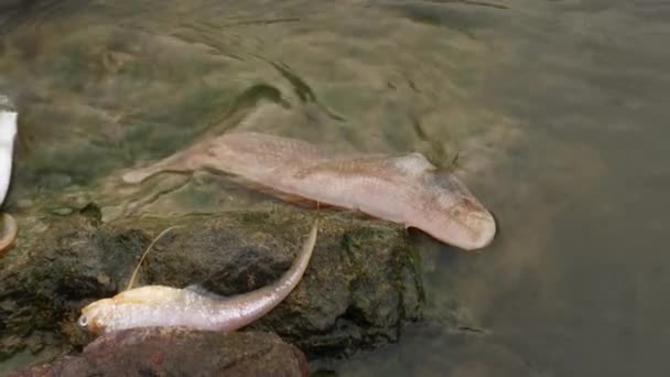 Zwei Sanfte Fische Auf Einem Felsen Inmitten Eines Flusses — Stockvideo