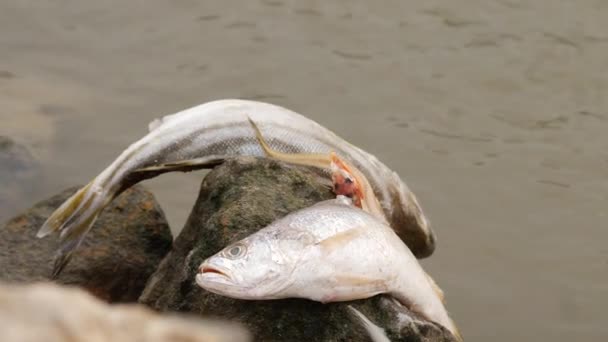 岩の上で死んだ魚が２匹川に面した魚が１匹もう１匹は裏で — ストック動画