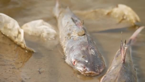 Peixes Deitado Morto Água Misturado Com Enviar Efeito Cascata — Vídeo de Stock