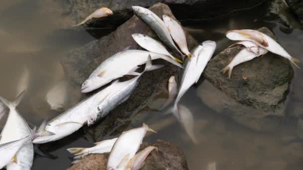 Viele Fischarten Liegen Leblos Auf Einem Großen Felsen Inmitten Eines — Stockvideo