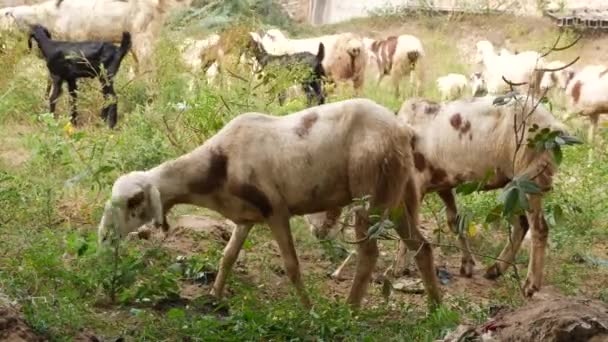 Chèvres Nourrissant Petits Buissons Chèvres Déplaçant Groupe Derrière Eux — Video