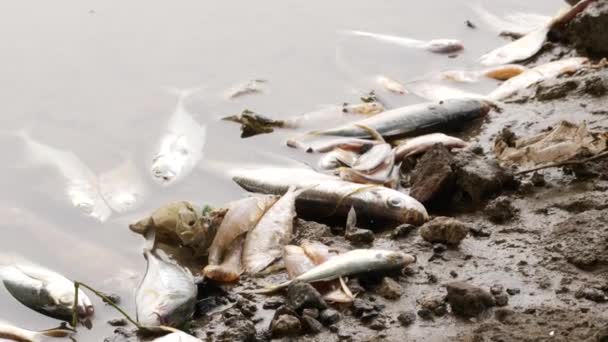 泥の中に死んでいく白身魚 — ストック動画