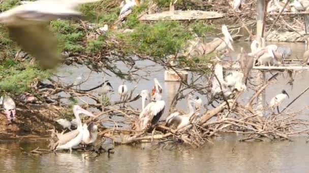 Manada Ciconiiformes Aves Captura Peces Orilla Del Lago — Vídeos de Stock