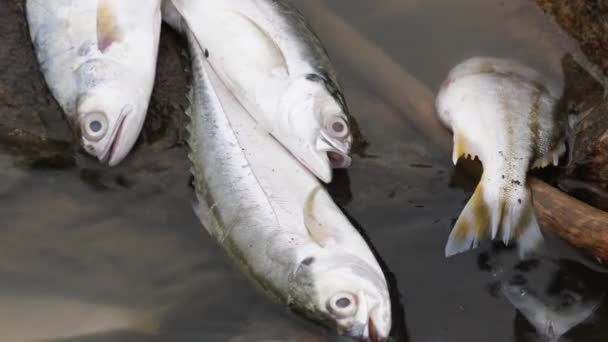Большие Сардинские Рыбы Безжизненно Лежат Камнях Палках Реке — стоковое видео