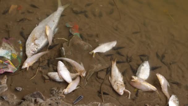 砂の表面の上に死んでいる魚の多くは 大きくて小さな死んで横たわっ — ストック動画