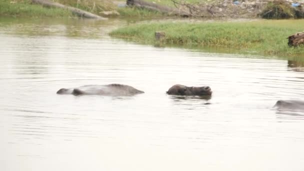 Live Video Two Black Buffalos Swimming River — Stock Video