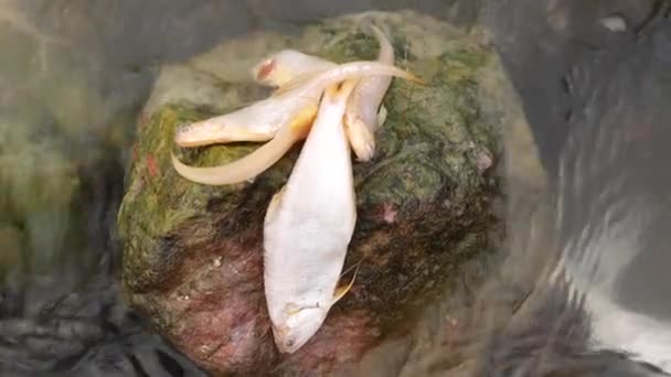 Риби Лежать Мертві Між Скелястими Бур Янами Водою Між Ними — стокове відео