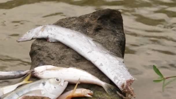 一条受伤的长鳗鱼和其他种类的鱼躺在一块大石头上 没有生命 — 图库视频影像