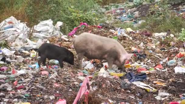 Pequeño Cerdo Negro Alimentándose Del Pecho Madre Que Está Comiendo — Vídeos de Stock