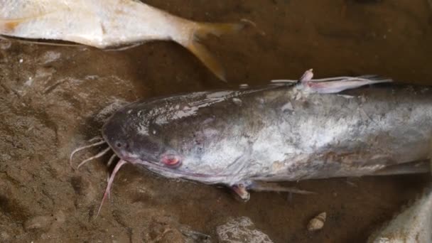 摄像机聚焦在一只躺在旁边的大鲶鱼身上 一半是另一个朋友的尸体 — 图库视频影像