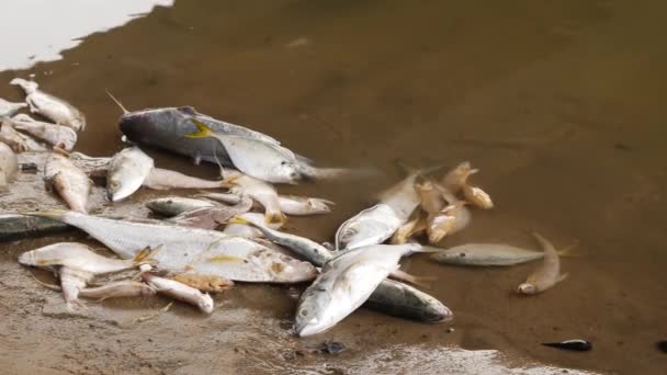 Сторона Захоплення Багатьох Мертвих Риб Захоплених Берегом Річки — стокове відео
