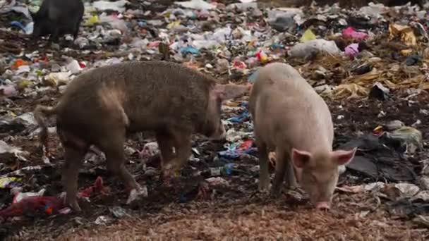 Свині Знаходять Їжу Районі Утилізації Сміття — стокове відео