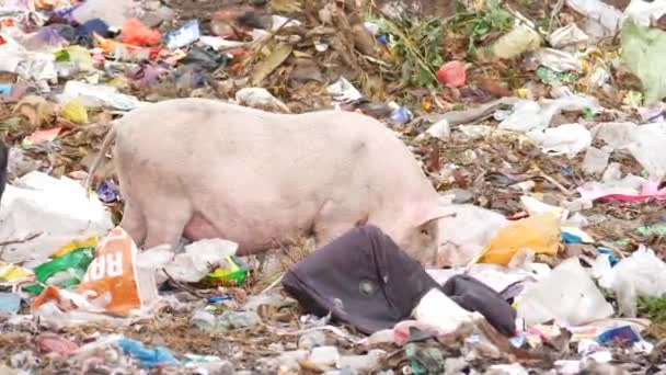 Varkens Tillen Garbages Zoek Naar Voedsel Voor Zichzelf — Stockvideo