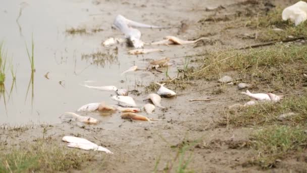 ズームアウトキャプチャ多くの白い死んだ魚が沼に死んで敷設 — ストック動画