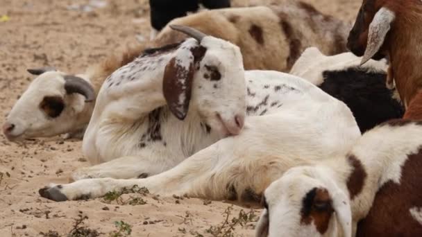 Live Video Goat Itching Leg Chin Goats Surrounding — Stock Video