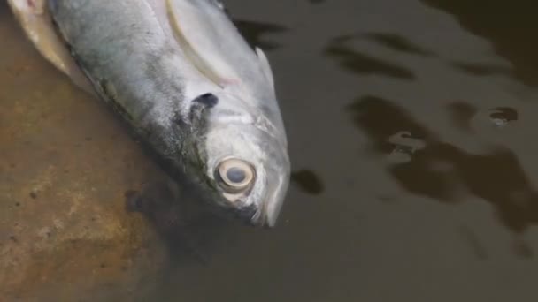 Büyük Bir Balık Ölü Olarak Yerde Yatıyor Onu Hafifçe Sallıyor — Stok video