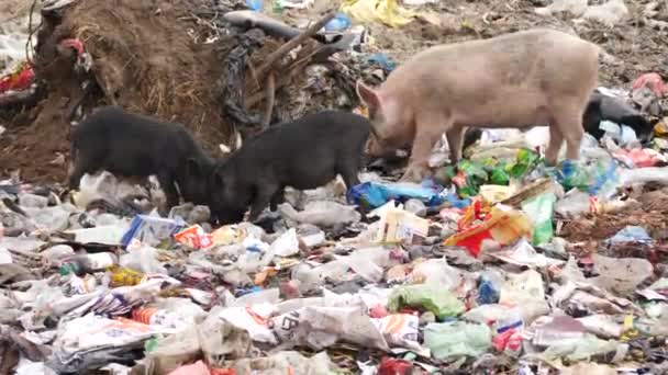 Beyaz Büyük Küçük Siyah Domuzlar Çöplükte Yiyecek Arıyor — Stok video