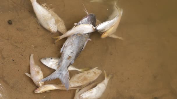 Білі Мертві Риби Лежать Біля Берега Річки — стокове відео