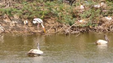Ciconiiformes kuşlar balık yiyen kuşlar, kuş uçuşu sudan havaya