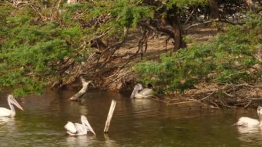 Nehir suyunda yüzen Ciconiiformes kuşunun görüntüsü