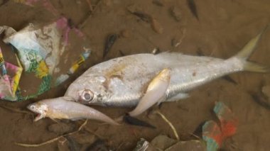 Üstü örtülmüş beyaz tilapia balıkları suyun içinde, toprak çevrede.