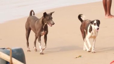 Kıyıda oynayan siyah sokak köpekleri