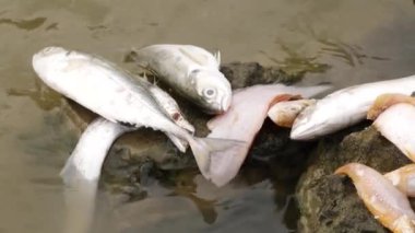 Birçok balık türü nehrin ortasındaki büyük bir kayanın üzerinde cansız yatıyordu.