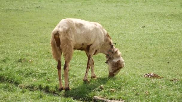 Bir Keçinin Arkadan Görünüşü Boynuna Bağlanmış Bir Parça Yeşil Bir — Stok video