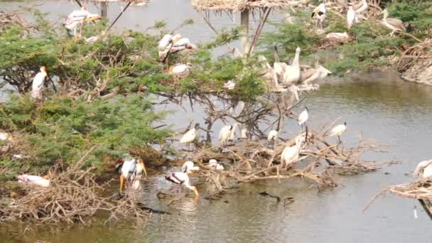 Ciconiiformes Ptáci Sedí Větvích Stromů Středu Vody — Stock video