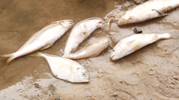 Sechs Tote Fische Liegen Leblos Auf Einem Sand Flussufer Einer — Stockvideo