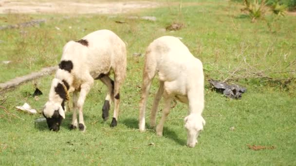 Dwie Białe Kozy Jedna Czarną Plamą Jedzącą Trawy — Wideo stockowe