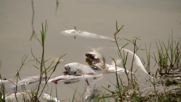 Białe Martwe Ryby Leżące Martwe Brudnej Rzece — Wideo stockowe