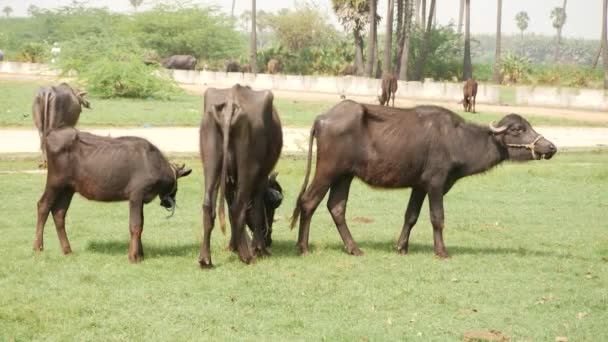 Buffalos Feeding Green Grasses Tall Trees Background — Stock Video