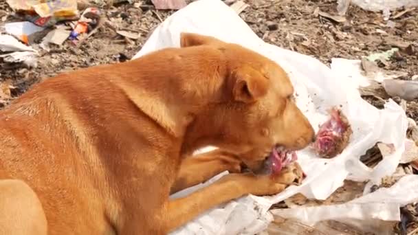 Połowę Ciała Miejscowego Psa Jedzącego Kości Ryby Nylonowej Torbie — Wideo stockowe