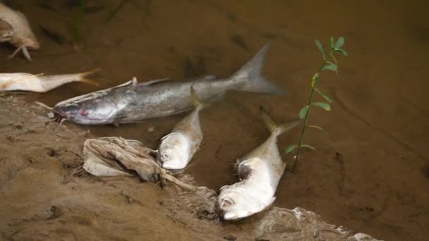 Ένα Γατόψαρο Και Άλλα Πληγωμένα Ψάρια Κείτονται Άψυχα Στη Λάσπη — Αρχείο Βίντεο
