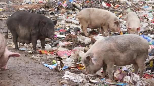 ゴミ処理場で食料を見つけるためにゴミを耕す豚 — ストック動画