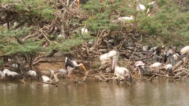 Tiro Aves Ciconiiformes Blancas Bebiendo Agua Orilla Del Lago — Vídeo de stock