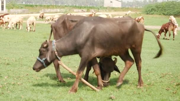 两只黑色的水牛在草原上觅食 远处的大羚羊都在灼热的阳光下觅食 — 图库视频影像