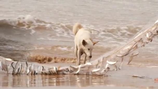 Рибні Сітки Тримаються Перед Білою Місцевою Собакою Березі Моря — стокове відео
