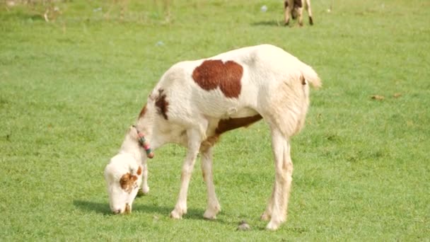 Czysta Biel Brązowymi Plamami Barwy Kozy Jedzącej Zielonej Trawy Polu — Wideo stockowe