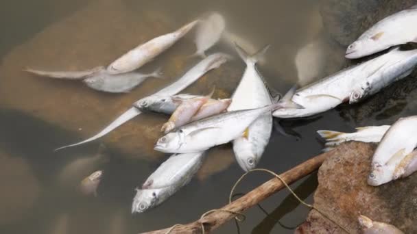 Wiele Gatunków Ryb Leżących Bez Życia Dużej Skale Woda Pod — Wideo stockowe