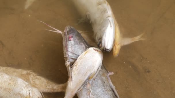 Zoomed Vídeo Peixes Mortos Deitado Areia Água Abaixo — Vídeo de Stock
