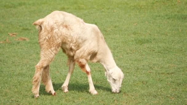 White Dirty Goat Eating Green Grass — Stock Video