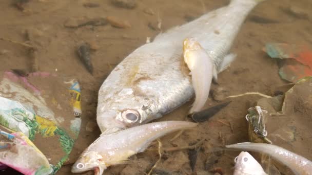 Одна Большая Рыба Три Маленьких Рыбки Безжизненно Лежат Воде — стоковое видео