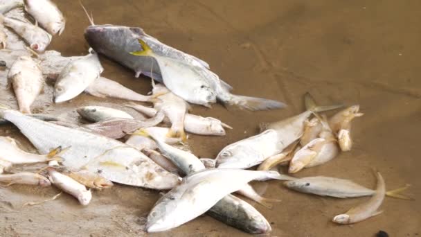 Разные Породы Рыб Лежат Мертвыми Берегу Реки — стоковое видео