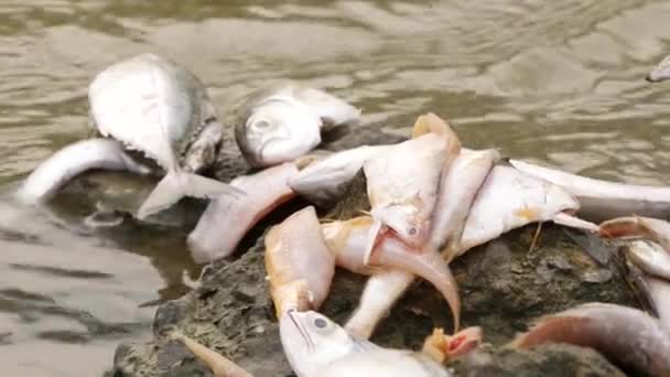 川の真ん中にある大きな岩の上には 多くの魚が死んでいます — ストック動画