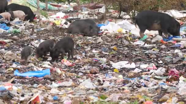 Cerdos Negros Tratando Encontrar Comida Área Eliminación Basura — Vídeo de stock