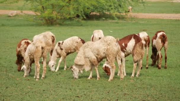 Keçiler Yeşil Otları Yiyor Bazıları Birkaç Saniye Sonra Manzarayı Terk — Stok video